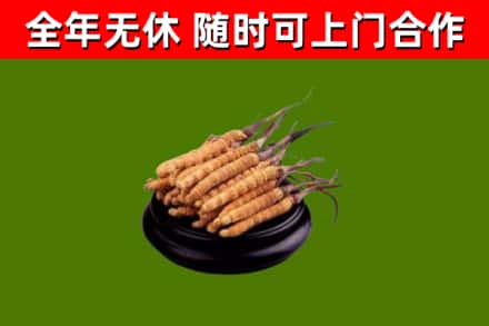 江津区烟酒回收冬虫夏草.jpg